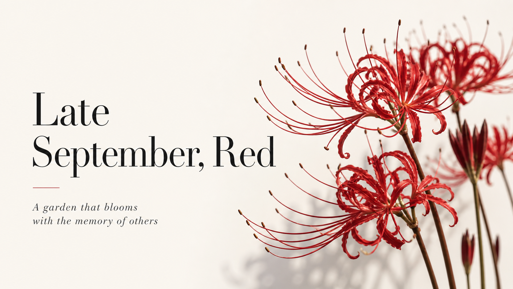 Red spider lilies in bloom against a soft neutral background